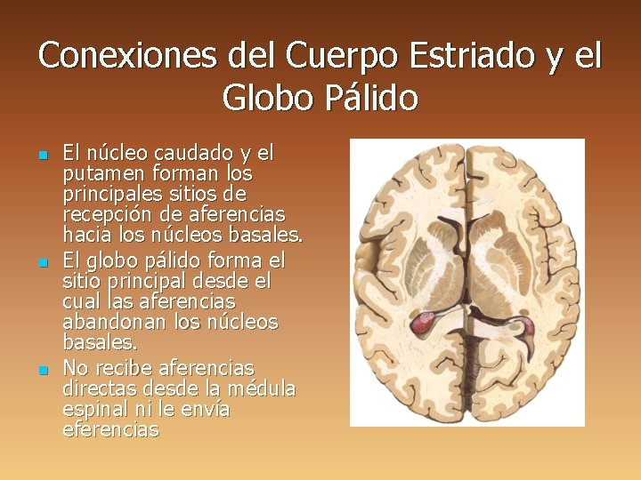 Conexiones del Cuerpo Estriado y el Globo Pálido n n n El núcleo caudado