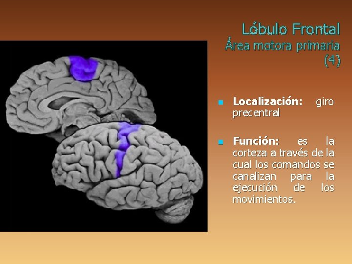 Lóbulo Frontal Área motora primaria (4) n n Localización: precentral giro Función: es la