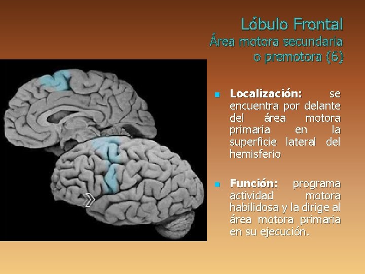 Lóbulo Frontal Área motora secundaria o premotora (6) n n Localización: se encuentra por