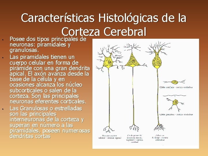  • • • Características Histológicas de la Corteza Cerebral Posee dos tipos principales