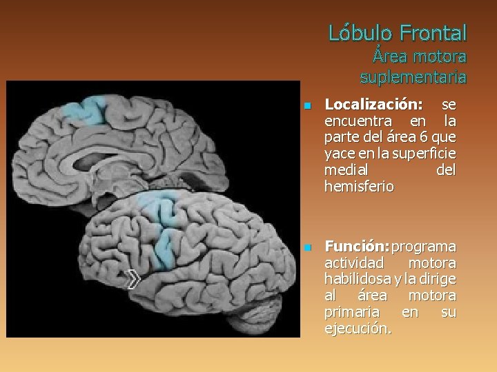 Lóbulo Frontal Área motora suplementaria n n Localización: se encuentra en la parte del