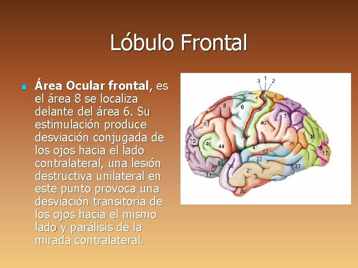 Lóbulo Frontal n Área Ocular frontal, es el área 8 se localiza delante del