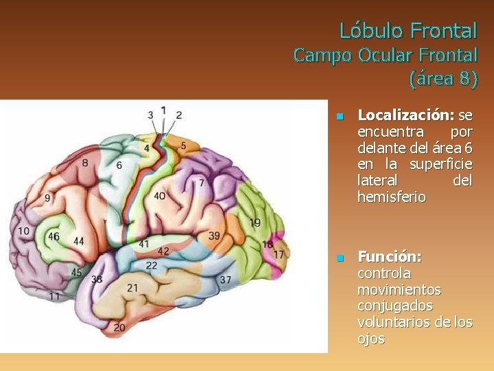 Lóbulo Frontal Campo Ocular Frontal (área 8) n n Localización: se encuentra por delante