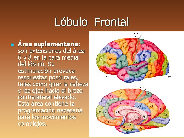 Lóbulo Frontal n Área suplementaria: son extensiones del área 6 y 8 en la