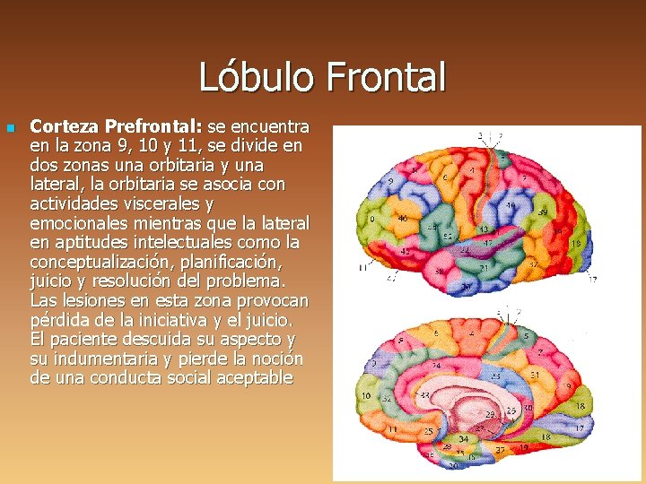 Lóbulo Frontal n Corteza Prefrontal: se encuentra en la zona 9, 10 y 11,