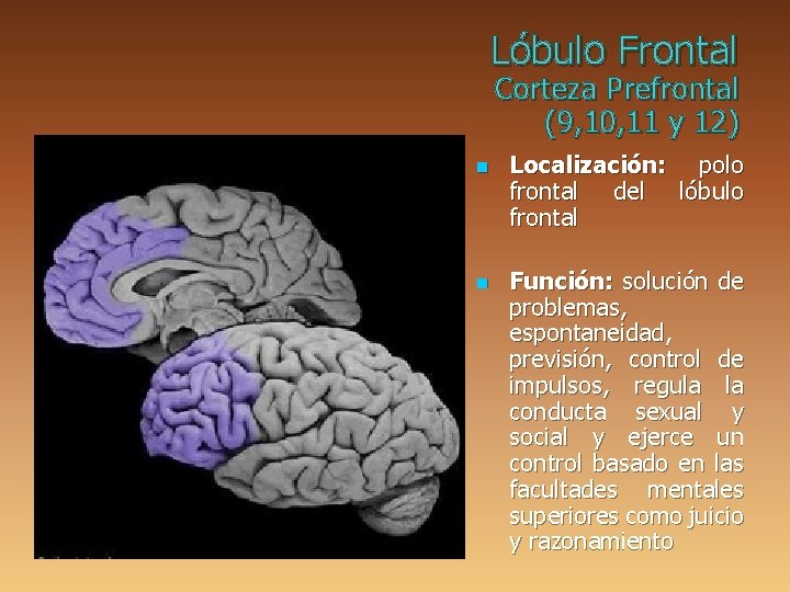 Lóbulo Frontal Corteza Prefrontal (9, 10, 11 y 12) n n Localización: polo frontal