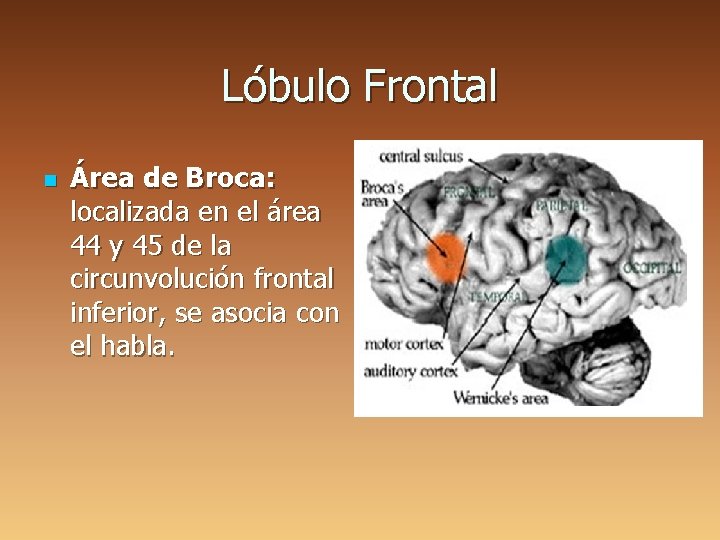 Lóbulo Frontal n Área de Broca: localizada en el área 44 y 45 de