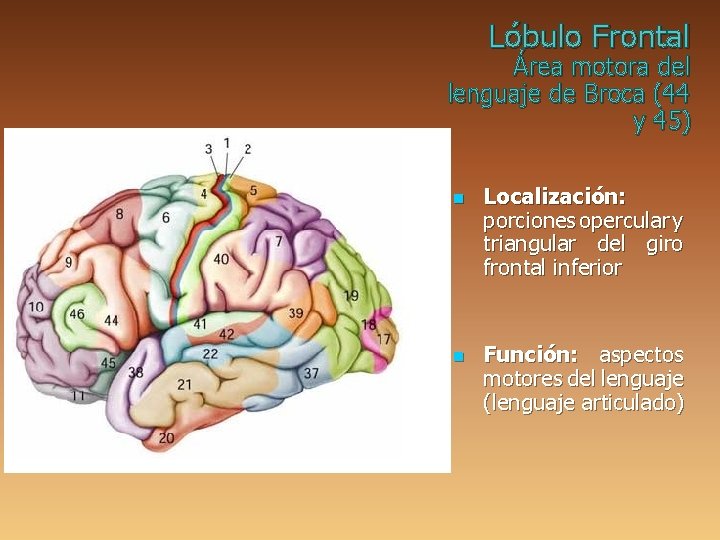 Lóbulo Frontal Área motora del lenguaje de Broca (44 y 45) n n Localización: