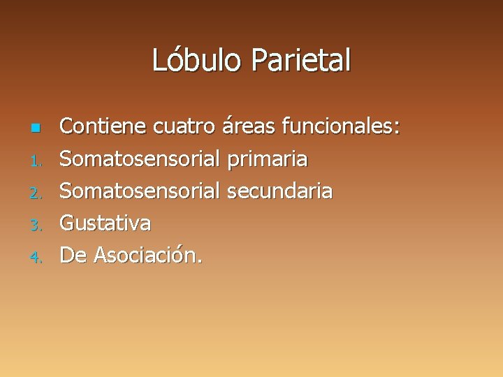 Lóbulo Parietal n 1. 2. 3. 4. Contiene cuatro áreas funcionales: Somatosensorial primaria Somatosensorial