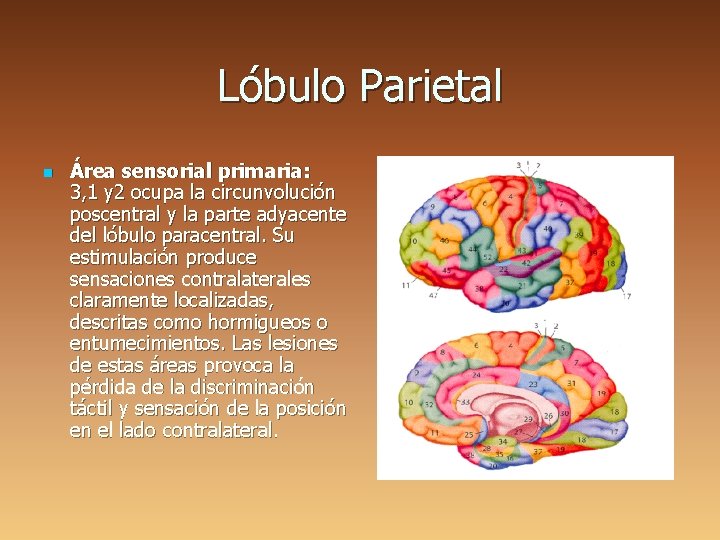 Lóbulo Parietal n Área sensorial primaria: 3, 1 y 2 ocupa la circunvolución poscentral