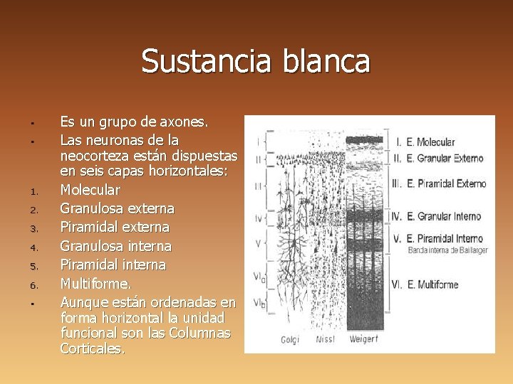 Sustancia blanca • • 1. 2. 3. 4. 5. 6. • Es un grupo