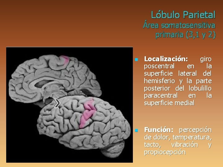 Lóbulo Parietal Área somatosensitiva primaria (3, 1 y 2) n n Localización: giro poscentral