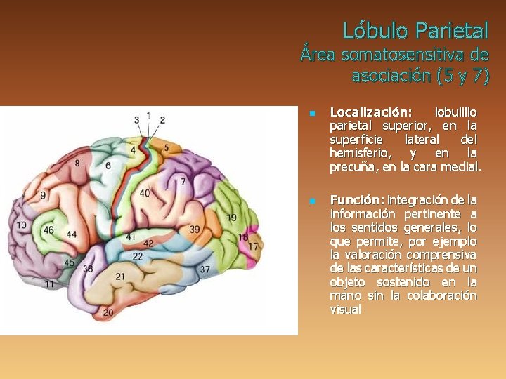 Lóbulo Parietal Área somatosensitiva de asociación (5 y 7) n n Localización: lobulillo parietal