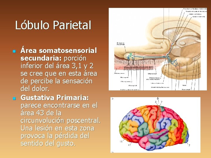 Lóbulo Parietal n n Área somatosensorial secundaria: porción inferior del área 3, 1 y