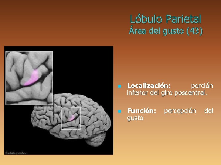 Lóbulo Parietal Área del gusto (43) n n Localización: porción inferior del giro poscentral.