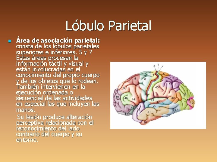 Lóbulo Parietal n Área de asociación parietal: consta de los lóbulos parietales superiores e