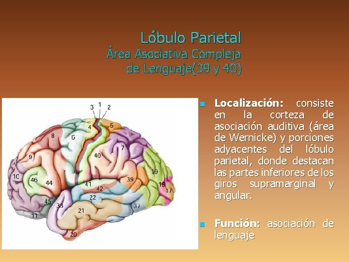 Lóbulo Parietal Área Asociativa Compleja de Lenguaje(39 y 40) n n Localización: consiste en