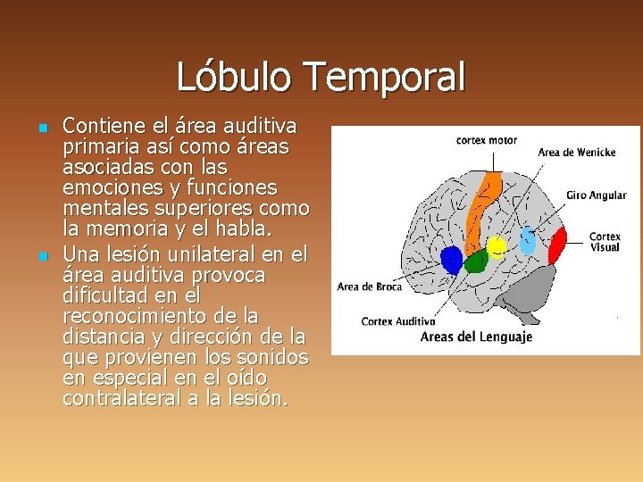 Lóbulo Temporal n n Contiene el área auditiva primaria así como áreas asociadas con