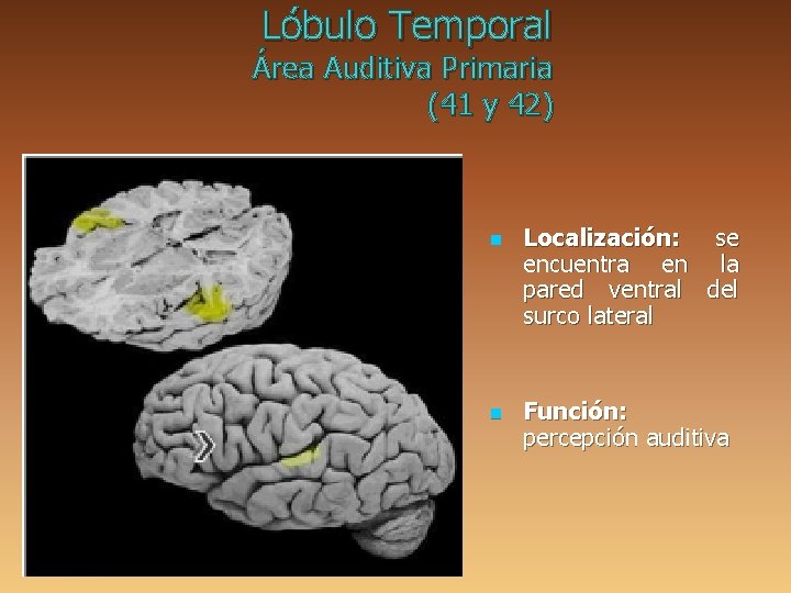 Lóbulo Temporal Área Auditiva Primaria (41 y 42) n n Localización: se encuentra en