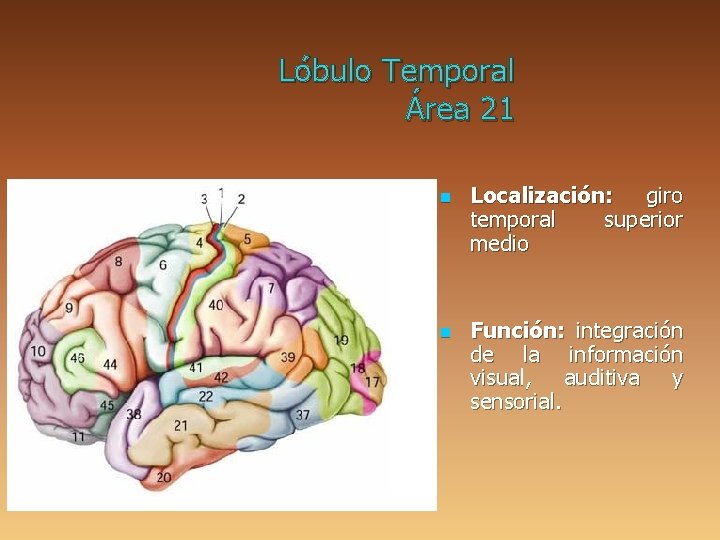 Lóbulo Temporal Área 21 n n Localización: giro temporal superior medio Función: integración de