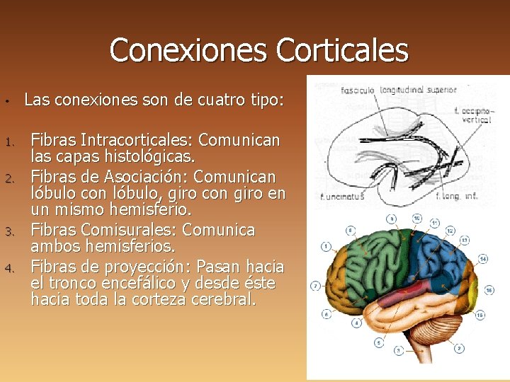 Conexiones Corticales • 1. 2. 3. 4. Las conexiones son de cuatro tipo: Fibras