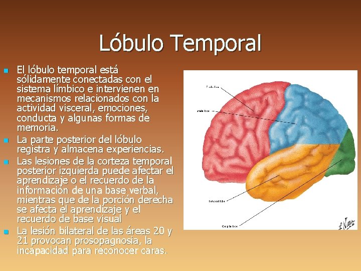 Lóbulo Temporal n n El lóbulo temporal está sólidamente conectadas con el sistema límbico