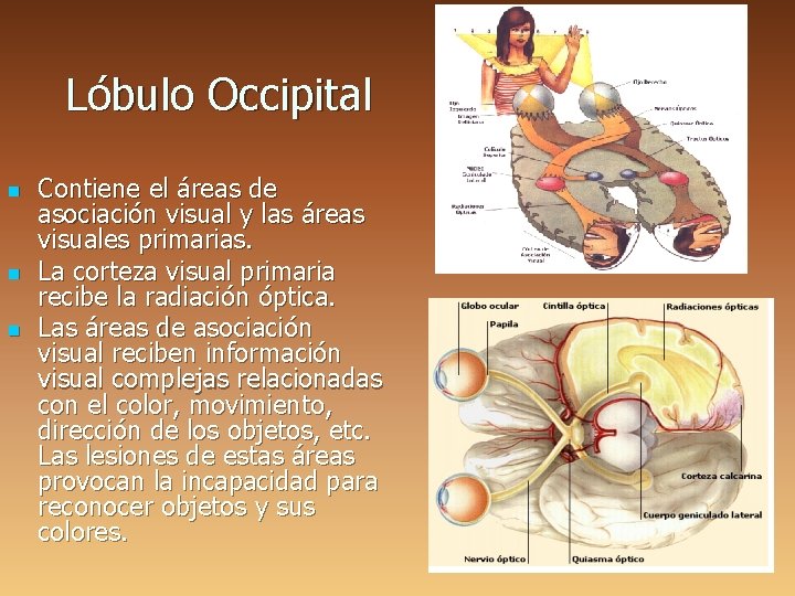 Lóbulo Occipital n n n Contiene el áreas de asociación visual y las áreas