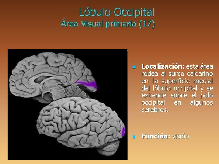 Lóbulo Occipital Área Visual primaria (17) n n Localización: esta área rodea al surco