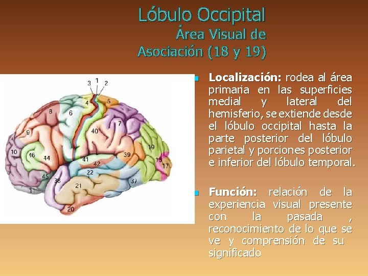 Lóbulo Occipital Área Visual de Asociación (18 y 19) n n Localización: rodea al