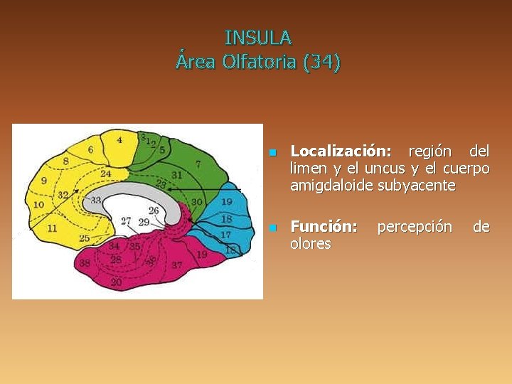 INSULA Área Olfatoria (34) n n Localización: región del limen y el uncus y