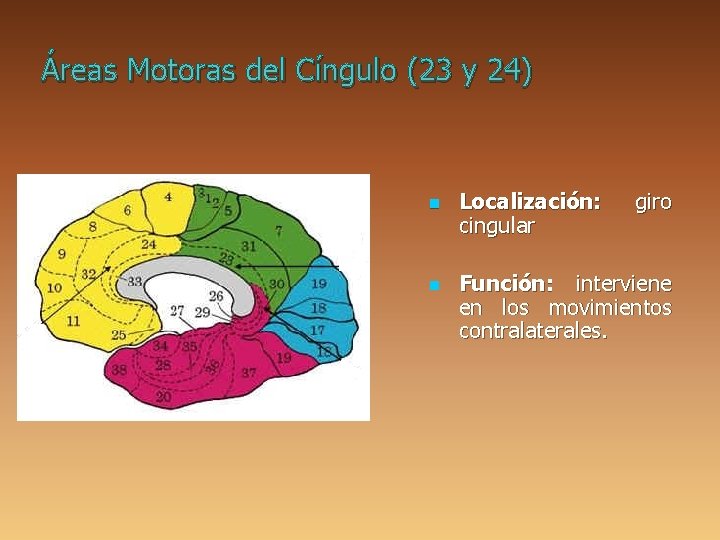 Áreas Motoras del Cíngulo (23 y 24) n n Localización: cingular giro Función: interviene