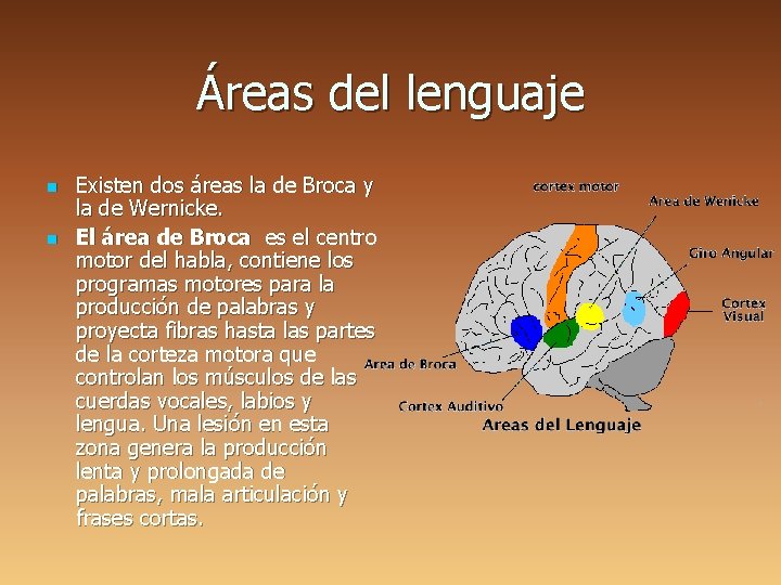 Áreas del lenguaje n n Existen dos áreas la de Broca y la de