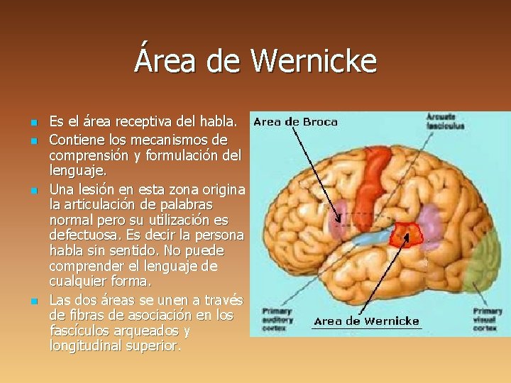 Área de Wernicke n n Es el área receptiva del habla. Contiene los mecanismos