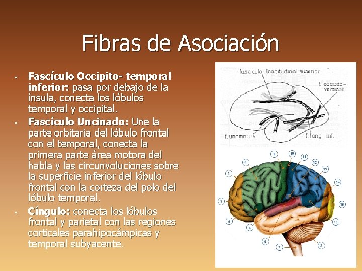 Fibras de Asociación • • • Fascículo Occipito- temporal inferior: pasa por debajo de