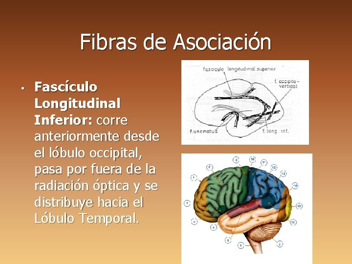 Fibras de Asociación • Fascículo Longitudinal Inferior: corre anteriormente desde el lóbulo occipital, pasa