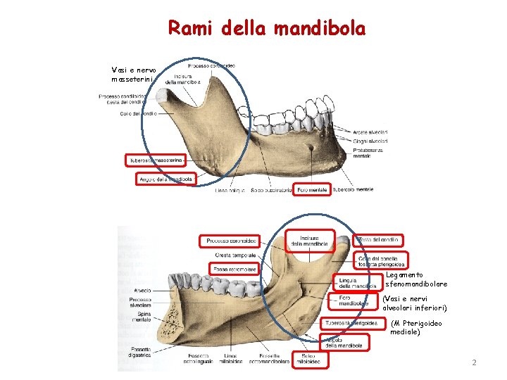 Rami della mandibola Vasi e nervo masseterini Legamento sfenomandibolare (Vasi e nervi alveolari inferiori)