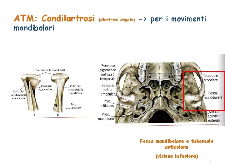 ATM: Condilartrosi mandibolari (diartrosi doppia) -> per i movimenti Fossa mandibolare e tubercolo articolare