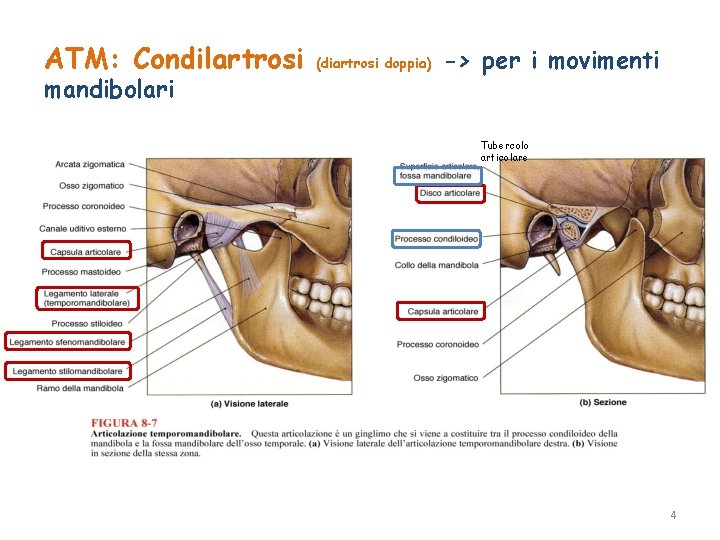 ATM: Condilartrosi mandibolari (diartrosi doppia) -> per i movimenti Tubercolo articolare 4 