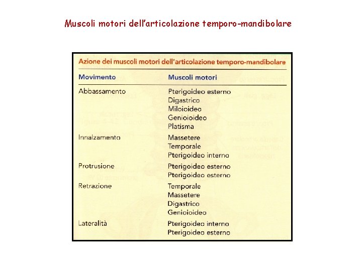 Muscoli motori dell’articolazione temporo-mandibolare 