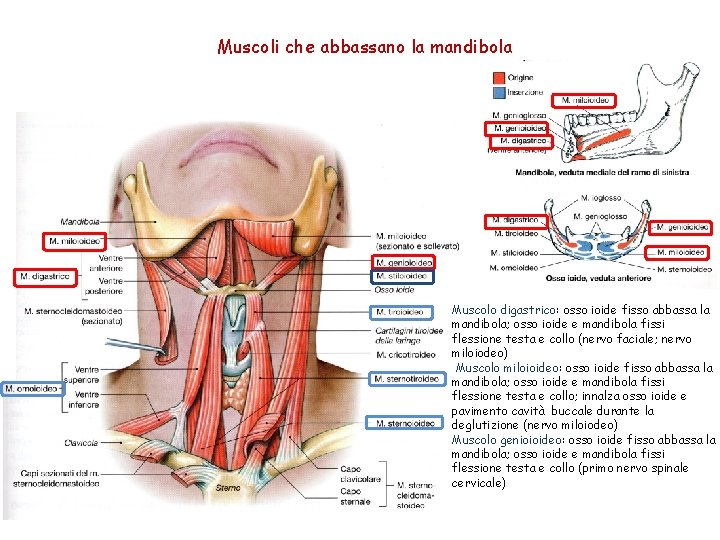 Muscoli che abbassano la mandibola Muscolo digastrico: osso ioide fisso abbassa la mandibola; osso