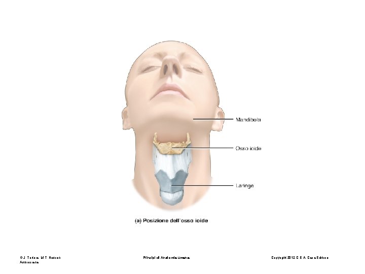 G. J. Tortora, M. T. Nielsen Ambrosiana Principi di Anatomia umana Copyright 2012 C.