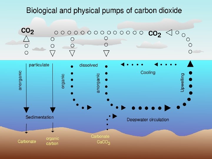 Karbondioksit derinliğe paralel olarak önemli miktarda artış gösterir. 50 m derinliğe kadar sabittir ve