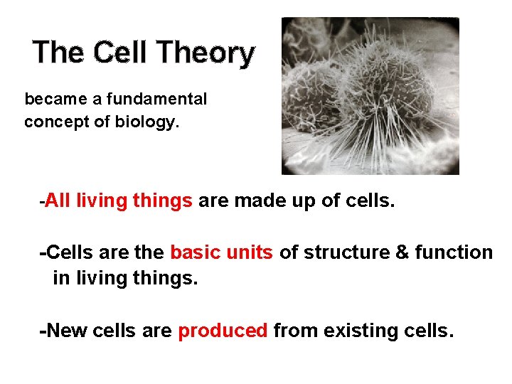 The Cell Theory became a fundamental concept of biology. -All living things are made