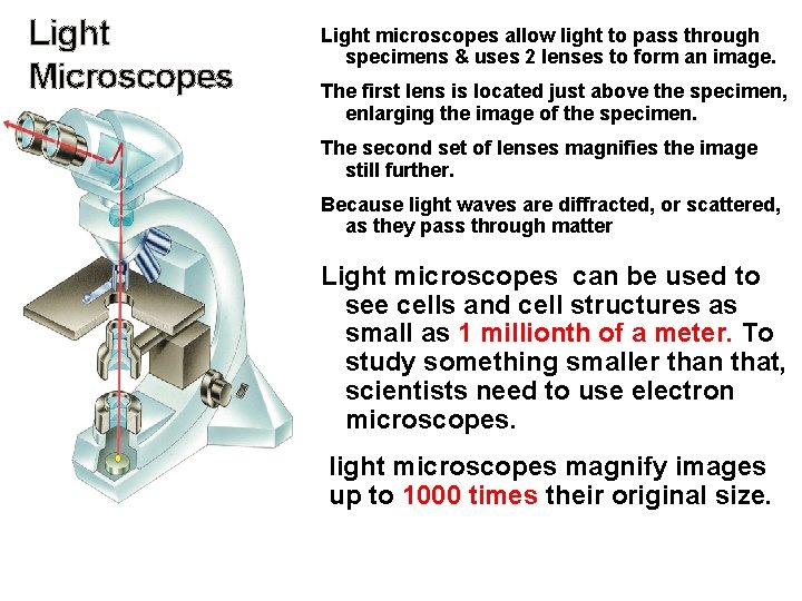 Light Microscopes Light microscopes allow light to pass through specimens & uses 2 lenses