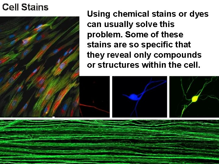 Cell Stains Using chemical stains or dyes can usually solve this problem. Some of