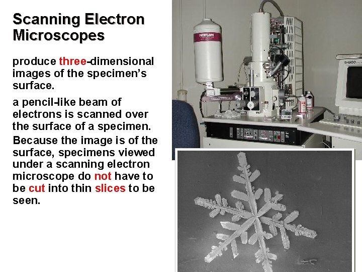Scanning Electron Microscopes produce three-dimensional images of the specimen’s surface. a pencil-like beam of