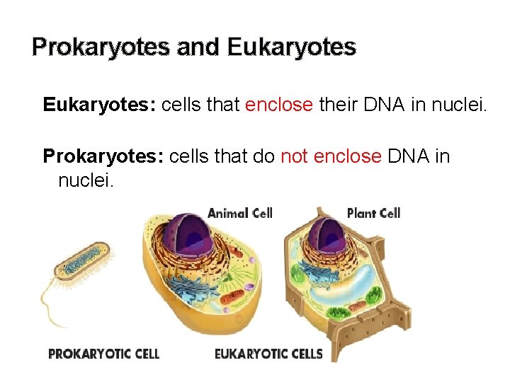 Prokaryotes and Eukaryotes: cells that enclose their DNA in nuclei. Prokaryotes: cells that do