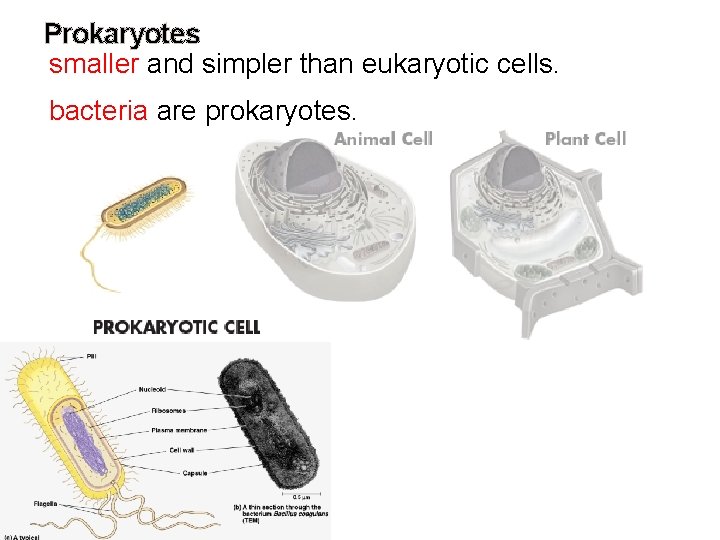 Prokaryotes smaller and simpler than eukaryotic cells. bacteria are prokaryotes. 