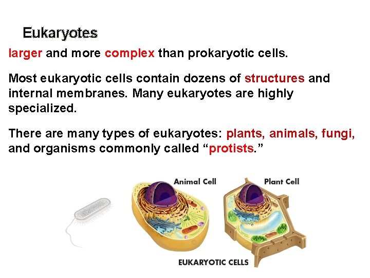 Eukaryotes larger and more complex than prokaryotic cells. Most eukaryotic cells contain dozens of