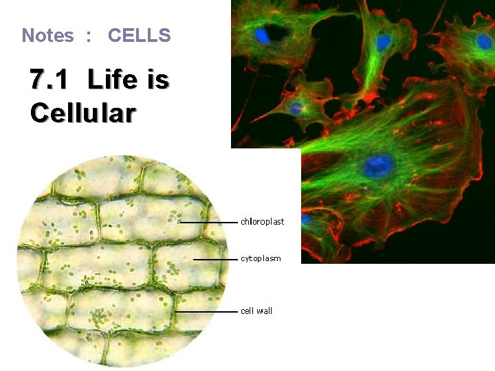 Notes : CELLS 7. 1 Life is Cellular 